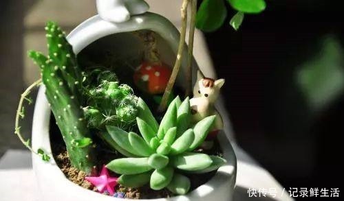 多肉怎么养才能颜色亮丽,达到胖乎乎萌萌哒的水准呢!