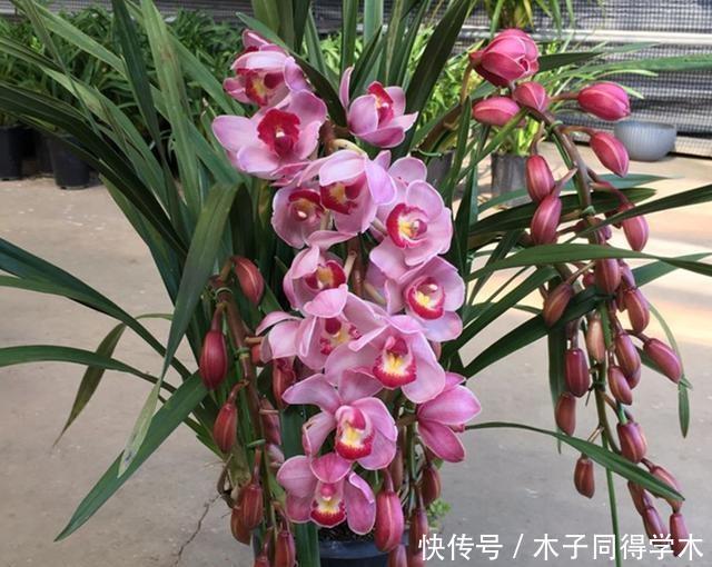蝴蝶兰、大花蕙兰总也养不好，养殖经验全在这里，学习了