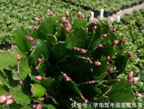 有3种垃圾是蟹爪兰的“最爱”,丢点在盆里,花芽蹭蹭冒,狂开花!