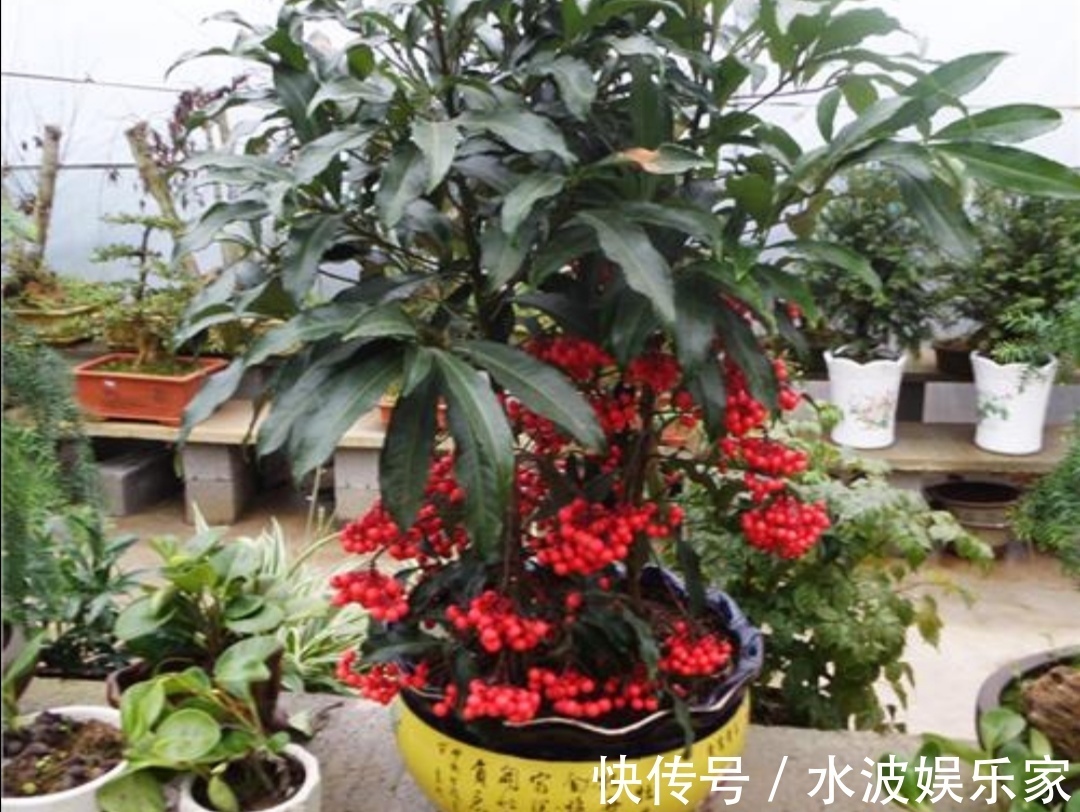 浇水|6种“招财树”,摆放在客厅漂亮大方,寓意美好