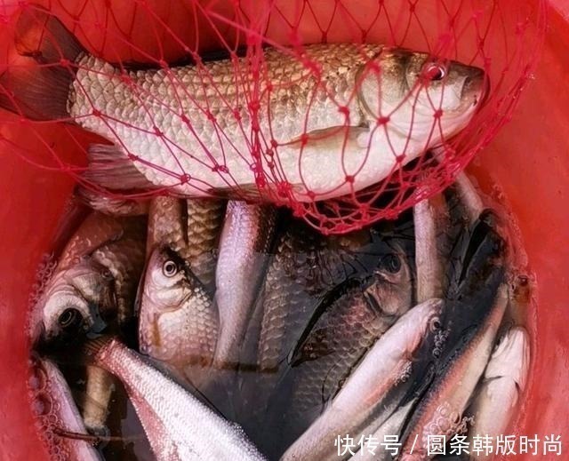 水域|鲫鱼，不受欢迎的原因有这三点，你知道吗