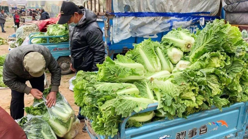 过冬|过冬还得大白菜，便宜好吃还下饭