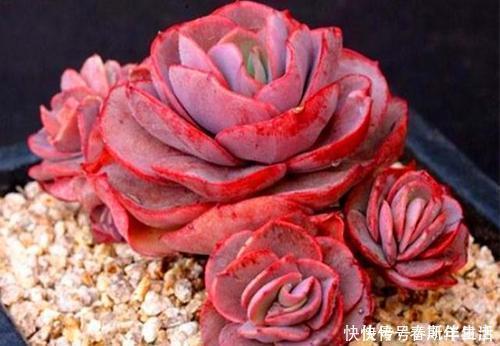 十年老花友|十年老花友的养花技巧:多肉有5怕,及时避免,才能养成肉墩子!