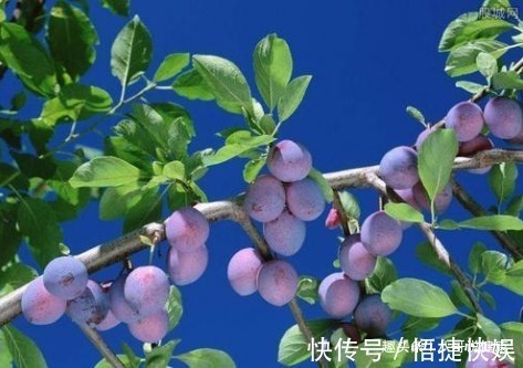 解毒果|女性不想老得快,多食此“解毒果”,强肝脏净血液,排毒素抗衰老