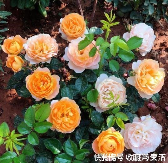 养月季花,1种肥料不可少,每月给它浇2次,一开花就大半年