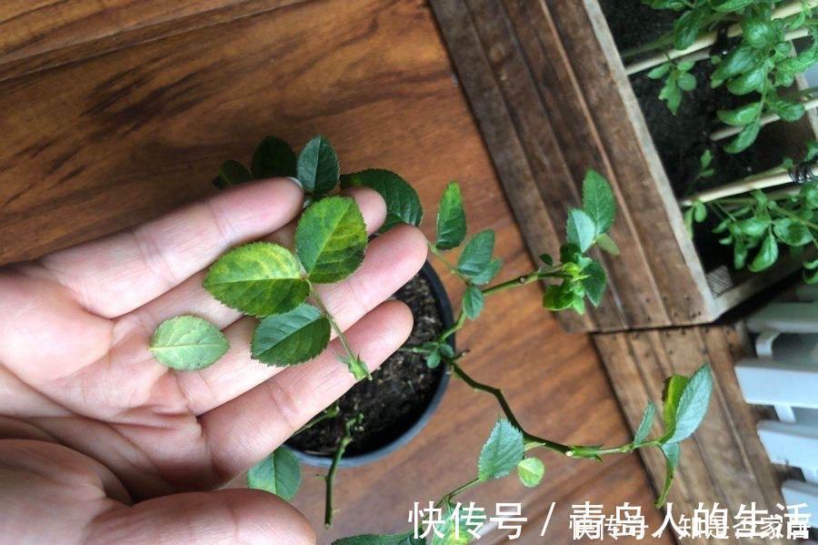 月季|月季黄叶是什么情况?弄清“4点”,一直绿油油,明年“花更多”