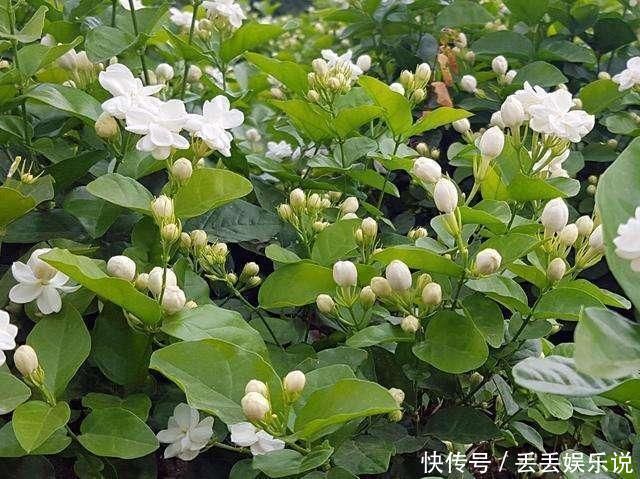 小花|夏天养茉莉，叶子翠绿开花茂密，茉莉清香飘满屋