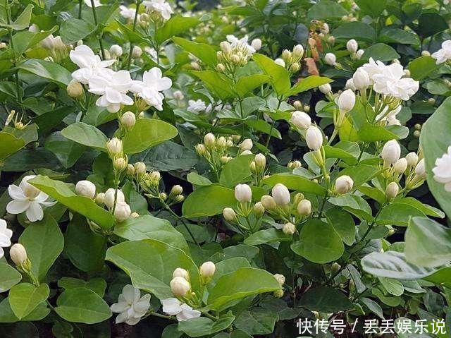 小花|夏天养茉莉,叶子翠绿开花茂密,茉莉清香飘满屋