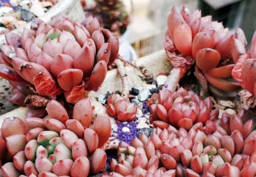 南方地区怎么养多肉植物？让养多肉7年以上的老玩家来给您说说