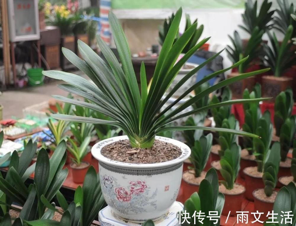 开花|养君子兰的要注意了,12月是黄金时期,能不能开花就看这个月份