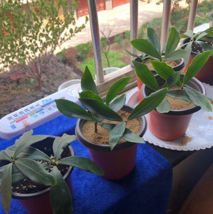 河沙才是养花万能土,家里的花,从不烂根、不黄叶