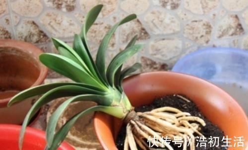 家里过期的小药片,用来养花,叶比巴掌大,花开满枝头!