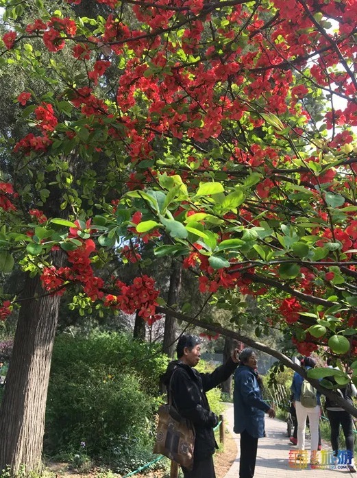 抓紧！这类花再不去看，一阵大风就明年见了！本周还可以去北京这些地方!