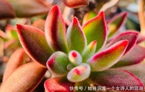 冬天养多肉,做好4件事,肉肉依旧肥美,阳台党也能养出状态!