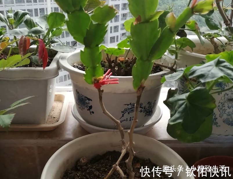 除了仙人掌,叶仙也能嫁接蟹爪兰,简单3步,7天就成活