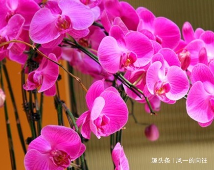 家养这三种耐阴花，不见天日也能噌噌长不停，好看又好养