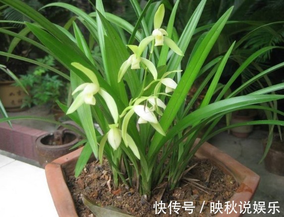 种花|家里人最适合养的3种花，不仅寓意好，而且长得好，花友都会喜欢