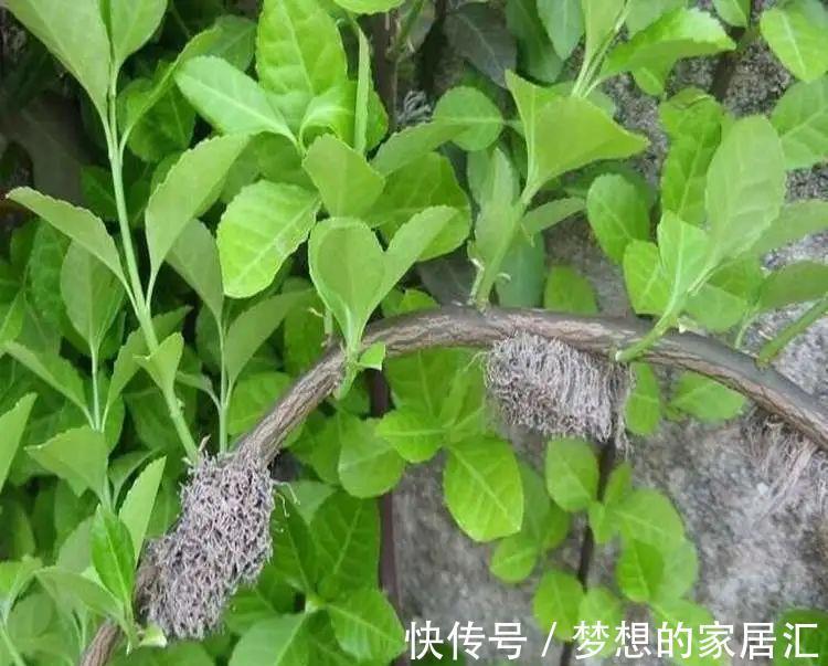 芳藤|扶芳藤的根系发达，搞不定附石式或附木式盆景，可以拿它练手！