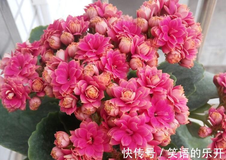 养长寿花,掌握住这5点要求,植株花开满枝,不再限于冬日