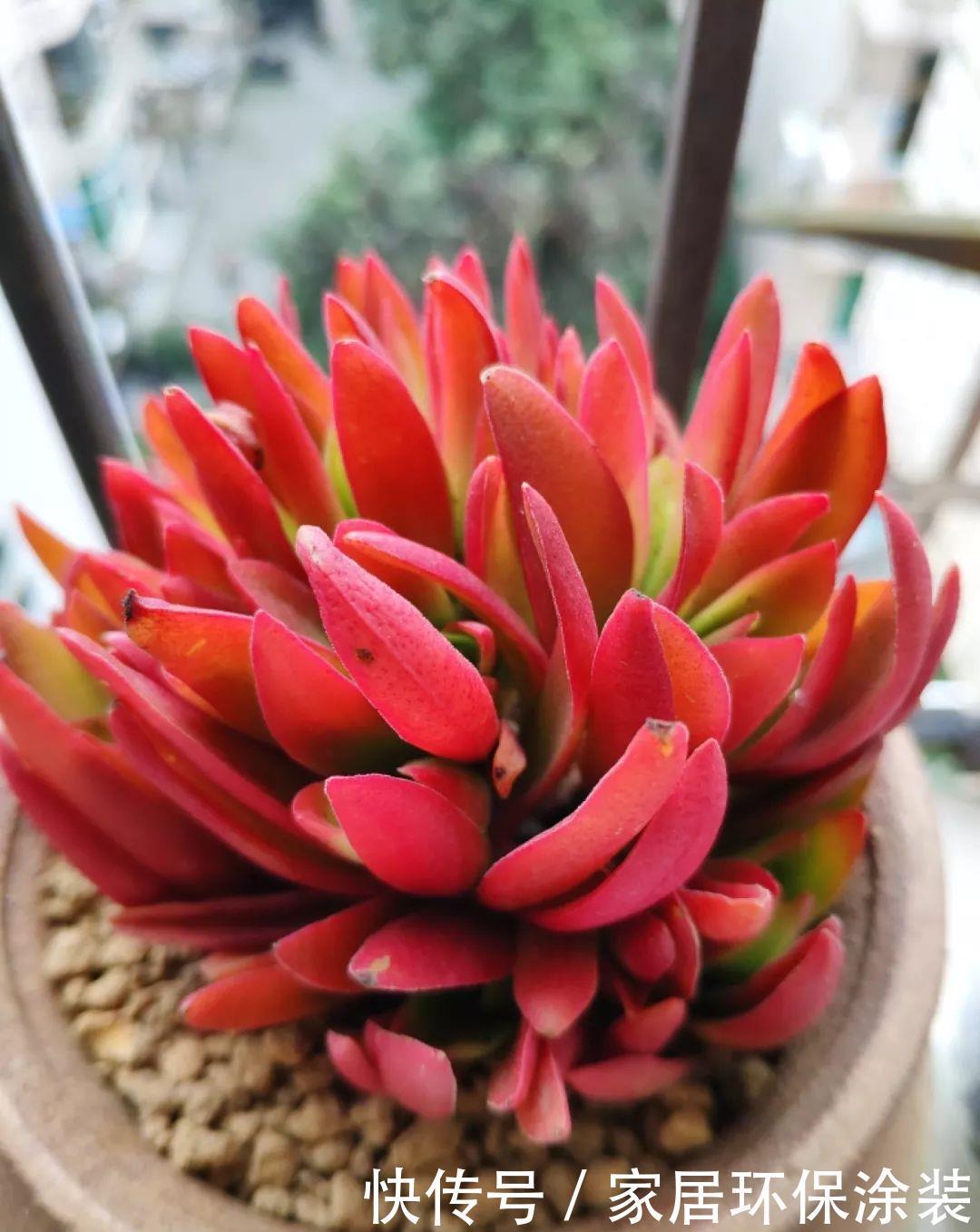 家里养盆它,财源滚滚来,让你新年越来越有钱!