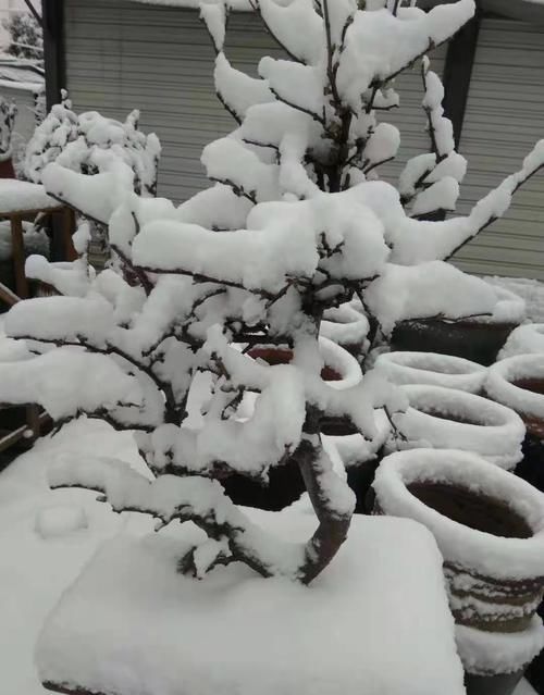 这3种开花植物是“抗冻王”,能耐-10℃的低温,冬天可放心买回家