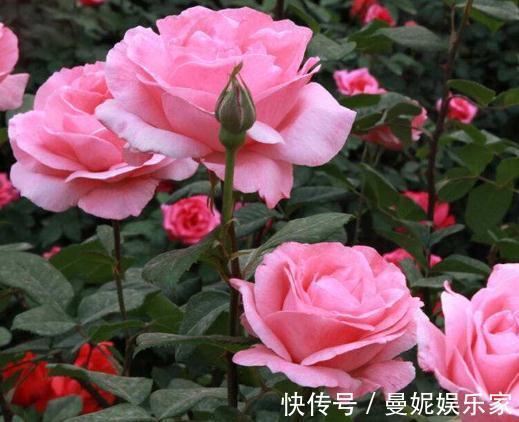 玫瑰|盆栽玫瑰“不要慌”,土里放点“它”,花开满枝大又多