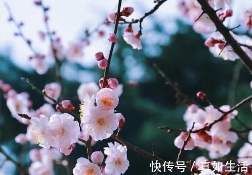 诗人$他诗红人不红,一首经典咏梅诗,写尽孤独,结尾为名句,流传千古