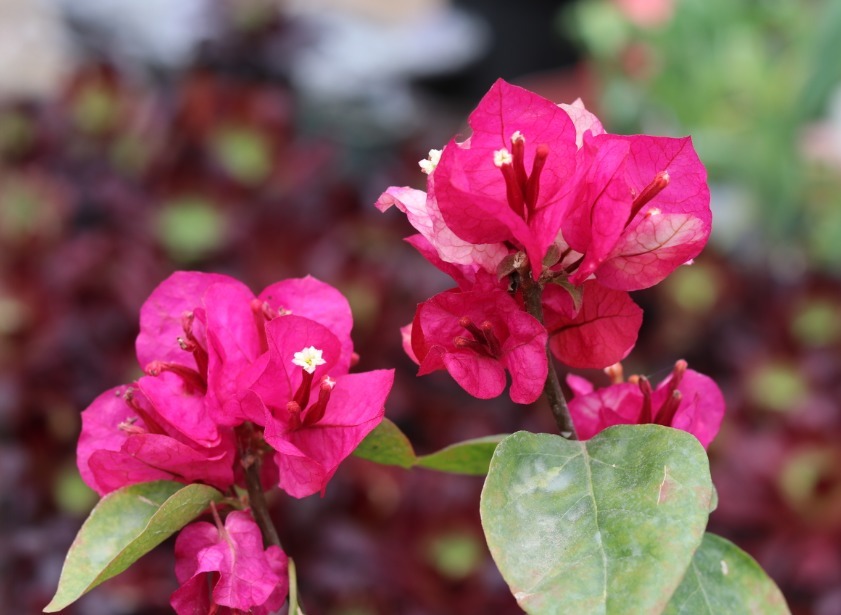 透气性|养三角梅最怕不开花，如果你是新手，从5点入手，让它一年开多次