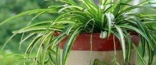 花卉|这种万能养花肥，比花肥还厉害，盆里放一点，根粗叶绿开花多！