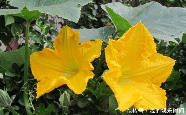 农村|在农村,很多人并不知道这些花是可以吃的,你吃过几种?