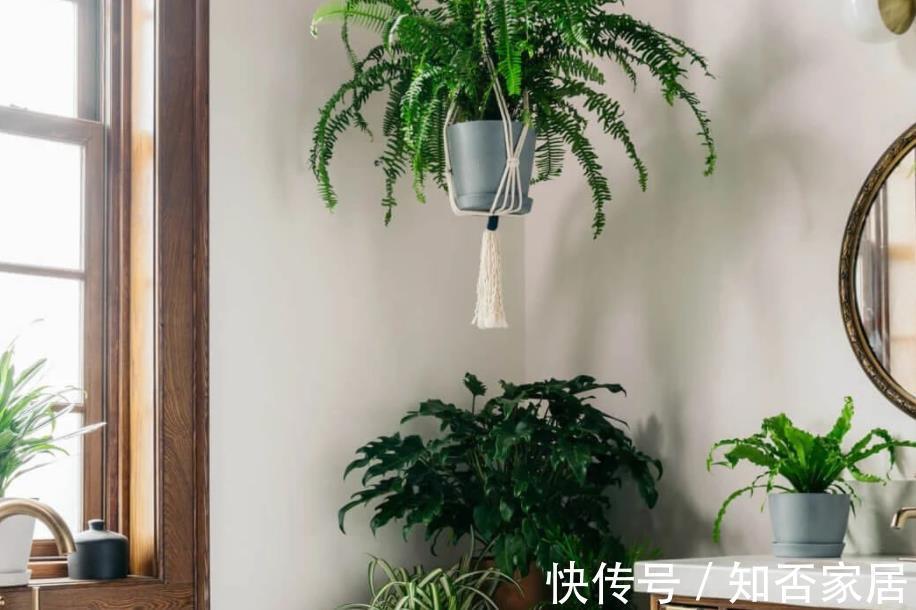 空气干燥器|三伏天，家庭养花，不注意这些地方，害虫爬满盆栽，保不住