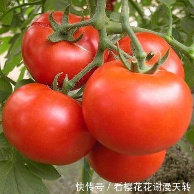 食物|想长寿先会吃常吃四种食物,延缓衰老、排毒养颜,预防心血管疾病