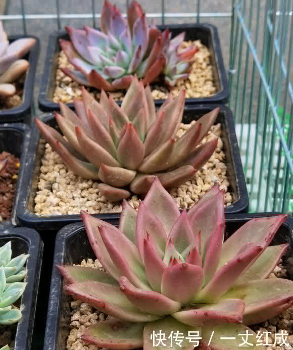 多肉露养有哪些好处？叶子更红，长得更健康，夏季不容易黑腐
