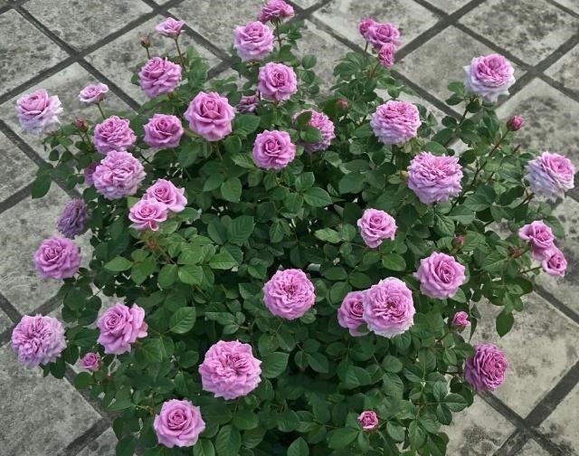 什么叫月季横拉月季横拉的枝条开花后如何修剪