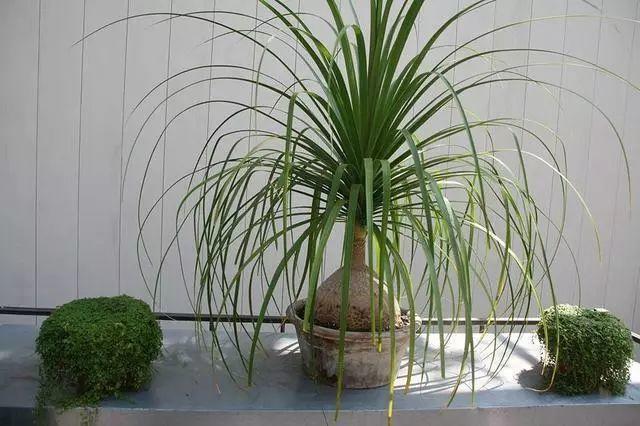 6种耐旱花,“大肚子”里面都是水,一个月不浇也没事!