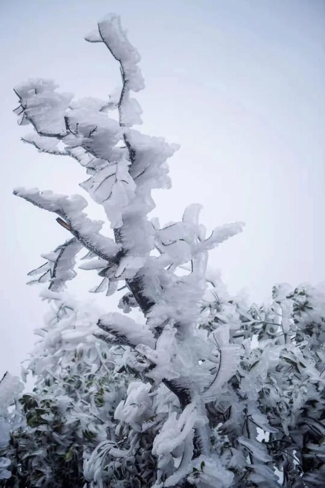 景区|大明山冰雪世界吸引了太多人，已经连续两天提前叫停售票！人满为患