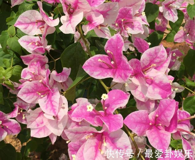 漳红樱|拜拜了月季!养了四年月季,这个秋天果断换坑,希望没有换错