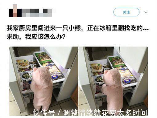 饭菜|“孩子他爸,咱家进了只熊”宝爸吓了一跳,赶到现场后却哭笑不得