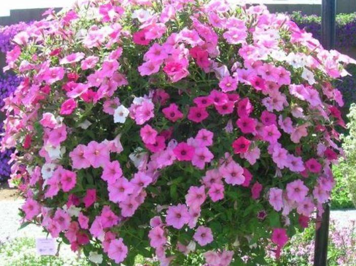 4种花养家里,漂亮又便宜,沾土就开花,一开就是300多天