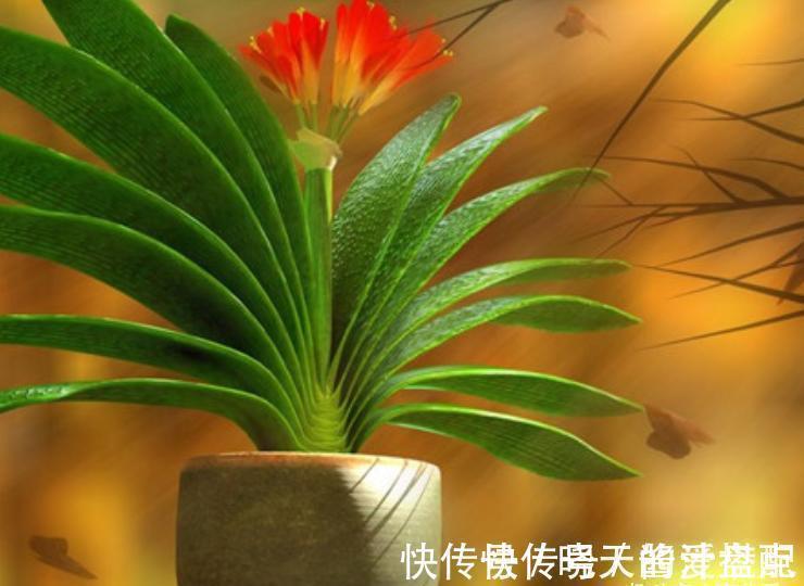 开花|君子兰总是不开花，只用了“这几招”，年年绿叶红花，不断爆花芽