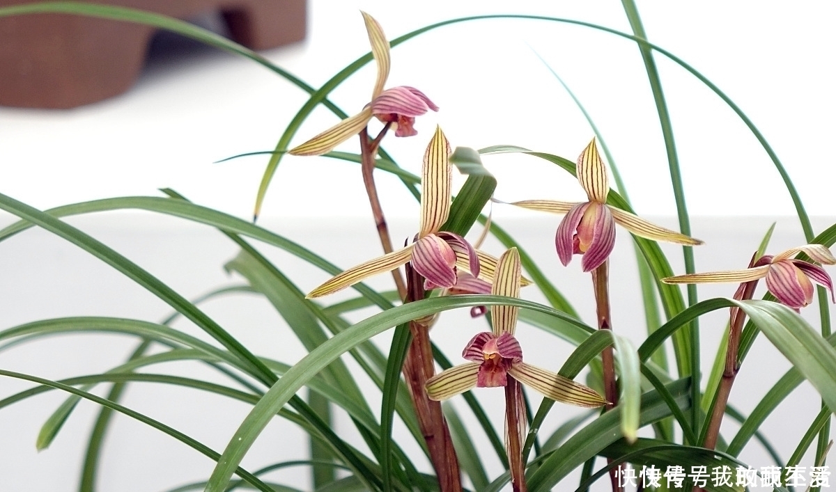 香蕉皮|肉根不发达,就要多施钾兰花根系不发达,常用3种天然钾肥