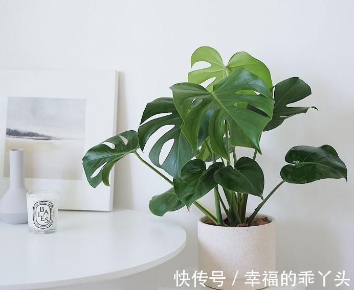 12月底了,养花就养龟背竹,暖气房里盆栽,多浇水长得又快又旺