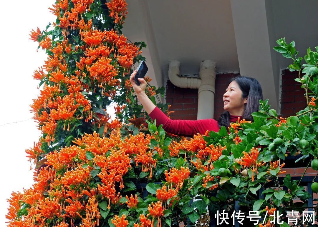 串串|真的太太太惊艳了！广州一居民楼上挂了“花瀑布”，超应节