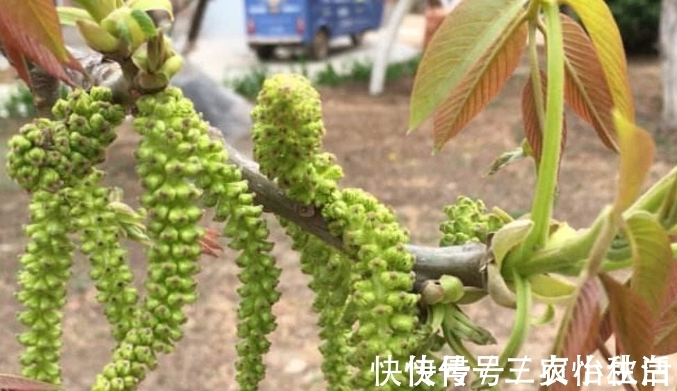 山区|这种植物人称“长寿菜”，城里很难吃到，在山区却是一道家常菜