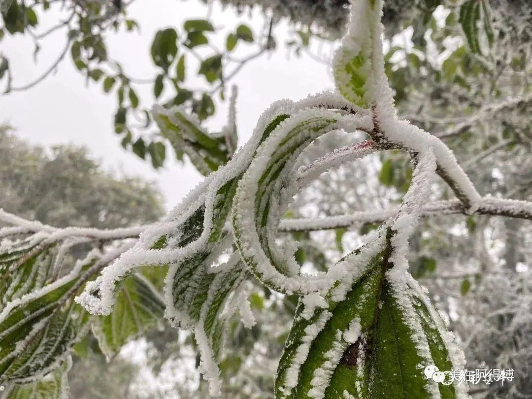 记忆 ｜寒潮再次来袭，还记得前几天的雪吗？