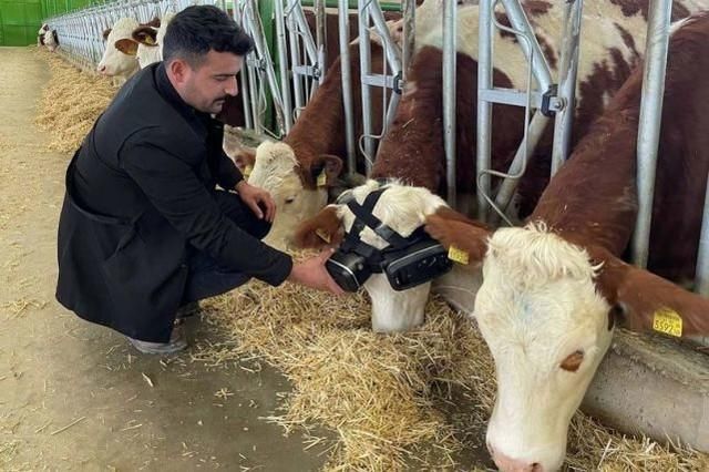 牲畜|人类你们够了 为了奶量增产土耳其农场用VR头显养牛