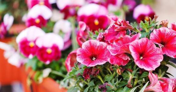 养此6种花要狠狠晒,越晒越能开,不然只见叶子不见花