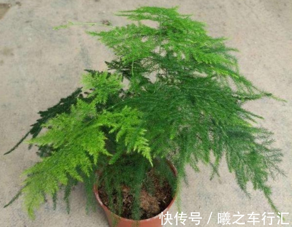 天气越来越热，6种花很怕晒太阳，赶紧给它们遮阴