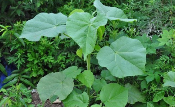 植物|农村一种植物，人称“车轮草”，田野里很多，却能治耳聋、耳鸣