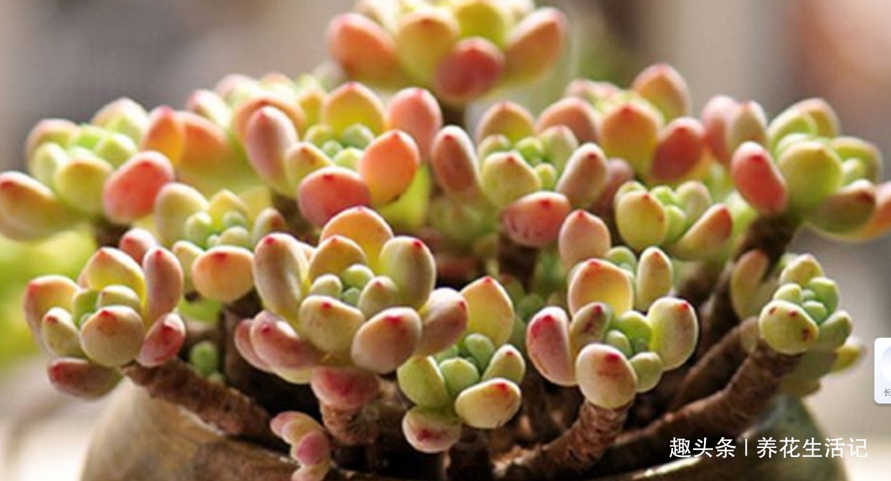 新手养多肉,做好“3大”基础度夏简单,叶子肥厚萌萌哒!